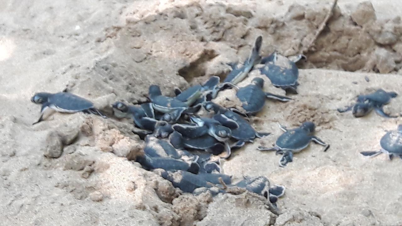 Leatherback Beach Villa Ahungalla Exteriör bild