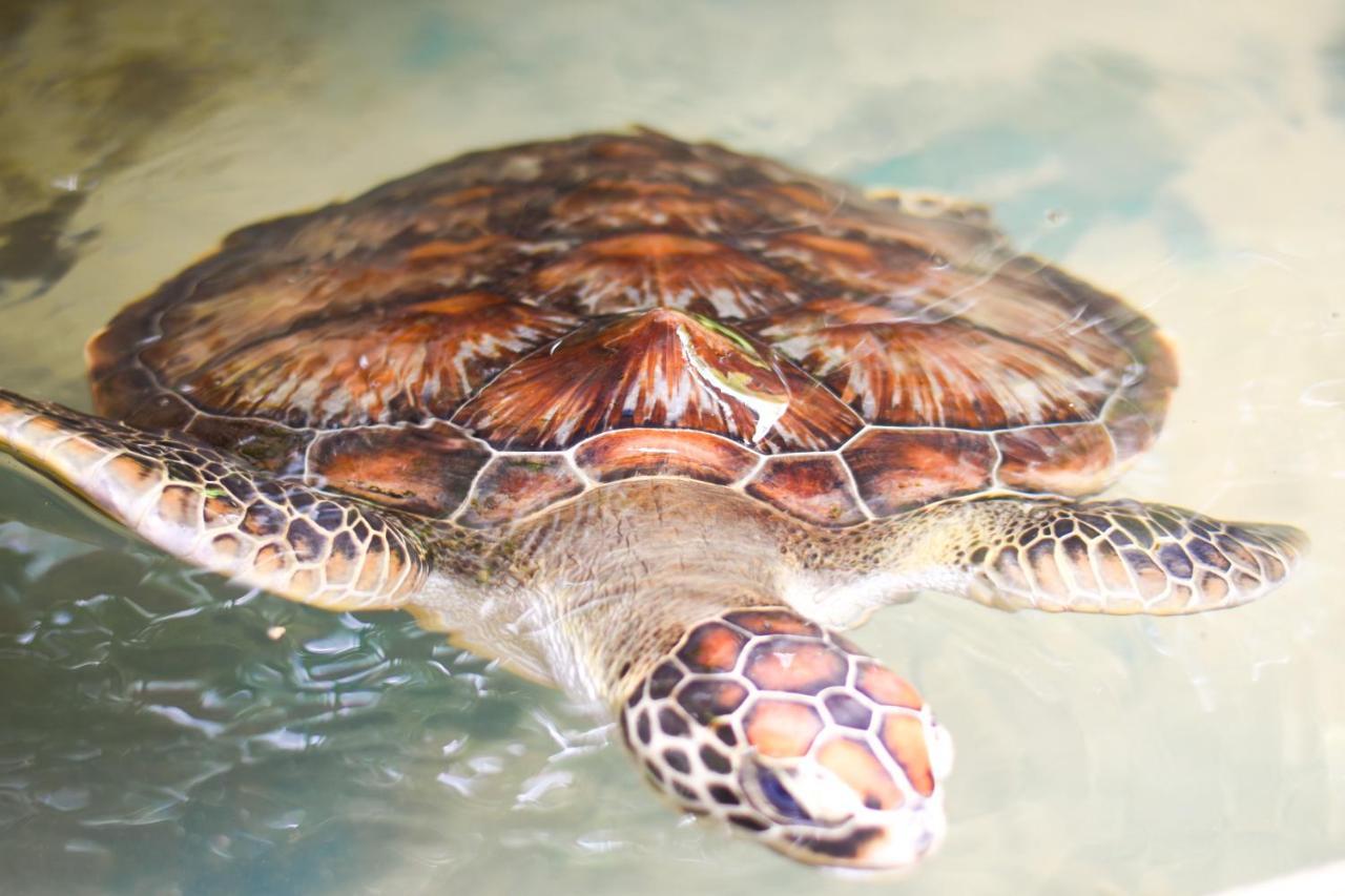Leatherback Beach Villa Ahungalla Exteriör bild